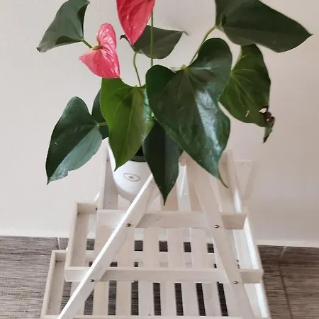 Zara & Duje Apartman
